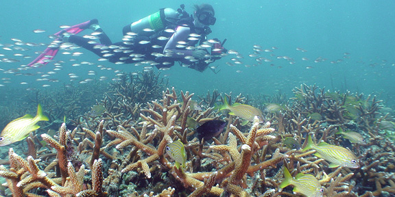 Dive With South Florida Diving Headquarters